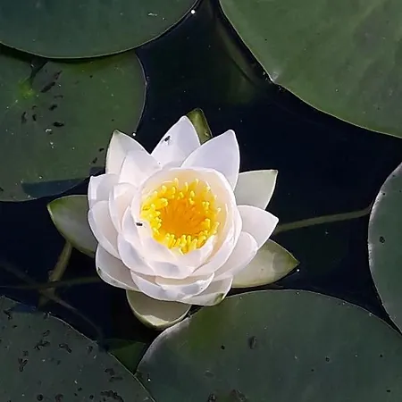 Bed & Breakfast Ferienpension Garni Hubert Rigelnik Sankt Kanzian am Klopeiner See