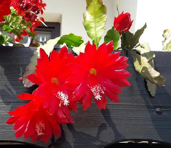 Ferienpension Garni Hubert Rigelnik Bed & Breakfast 3*